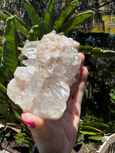 Pink Himalayan