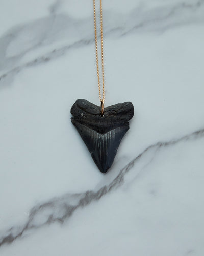 Megalodon Shark Tooth
